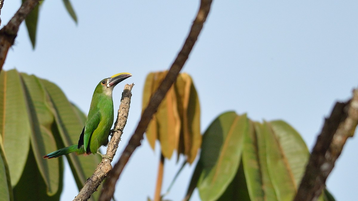 Southern Emerald-Toucanet - ML43037411