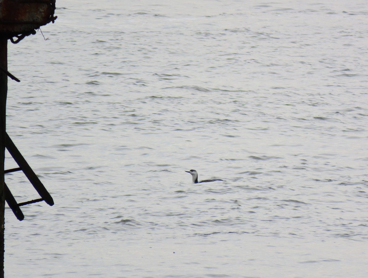 Red-throated Loon - ML430374531