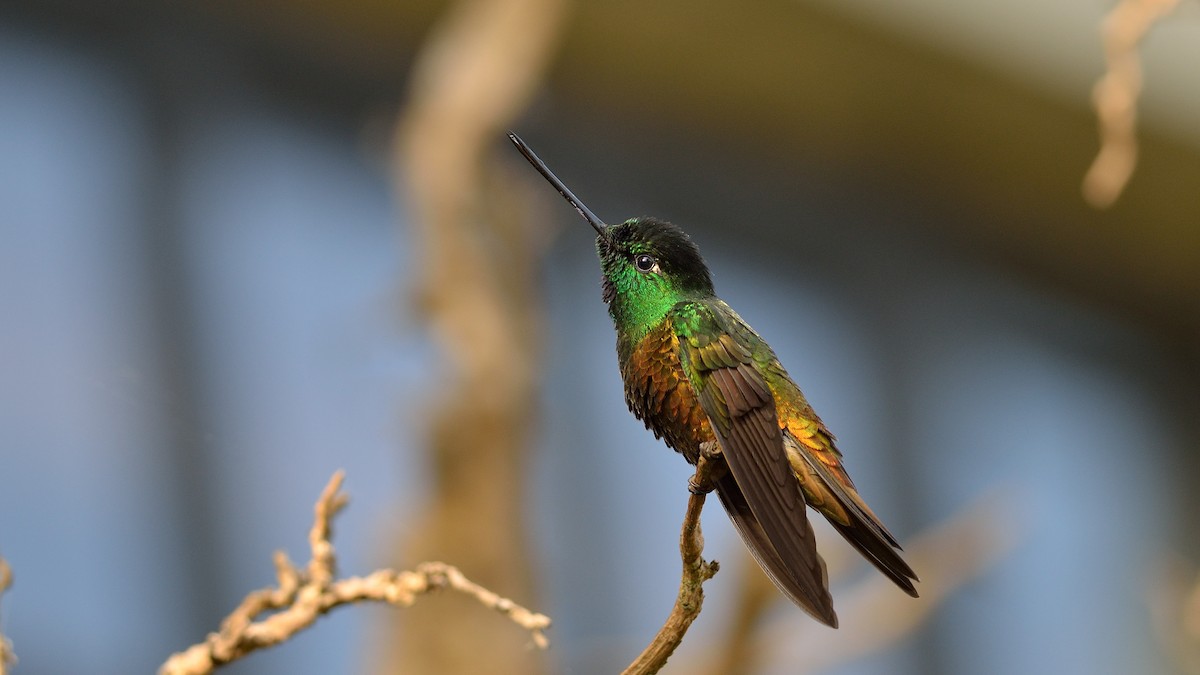 Goldbauchkolibri - ML43037511