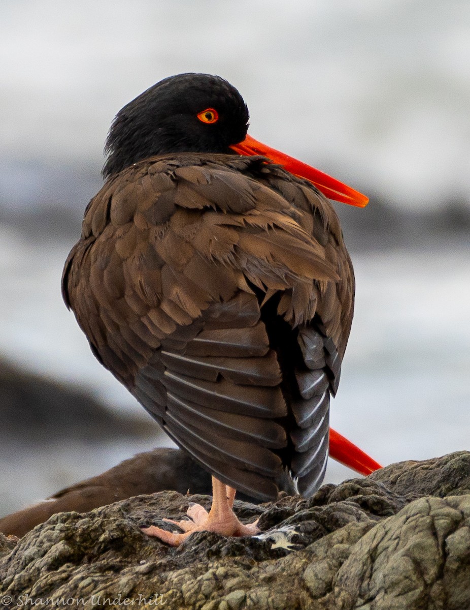 Black Oystercatcher - ML430375171