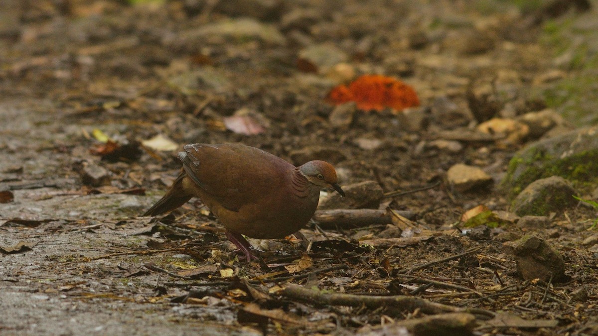 Lined Quail-Dove - ML43037681