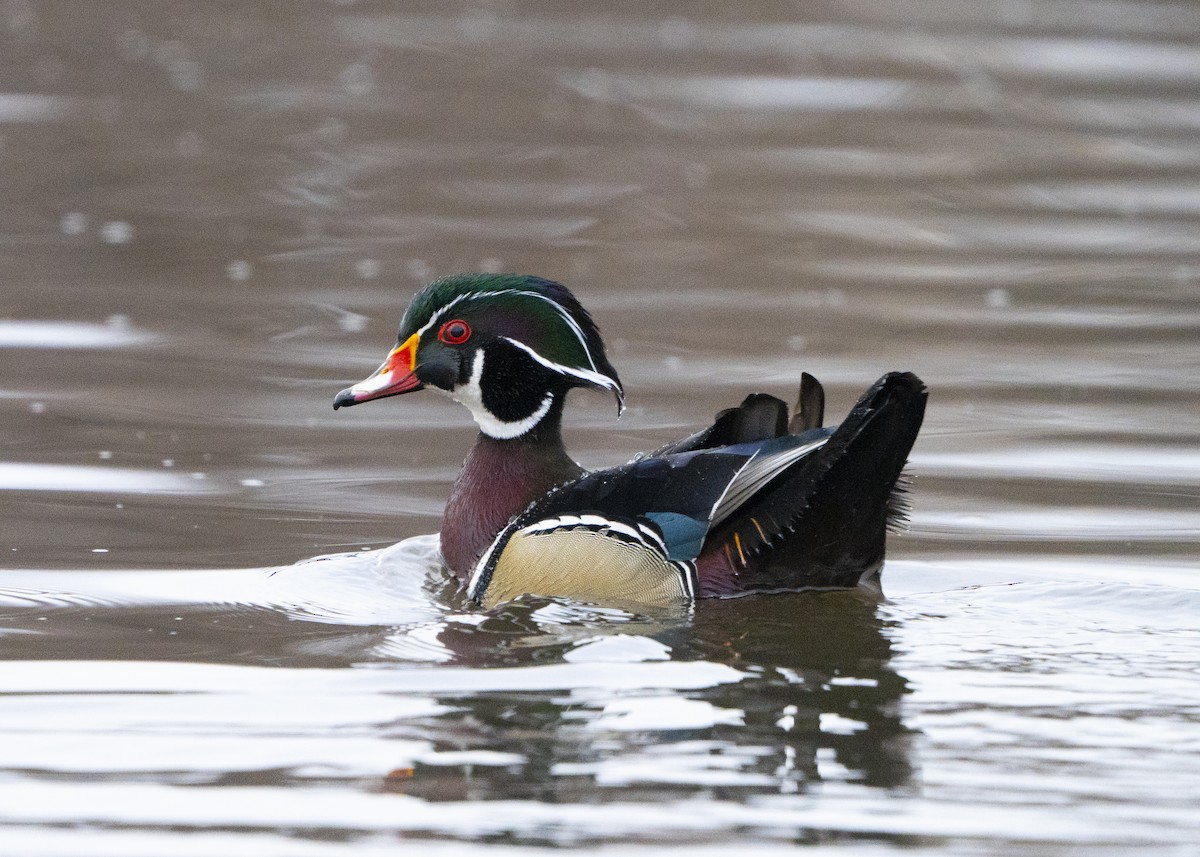 Wood Duck - Ben Nieman