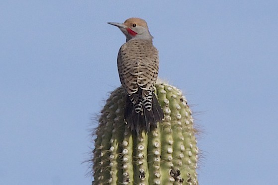 Gilded Flicker - ML43037791