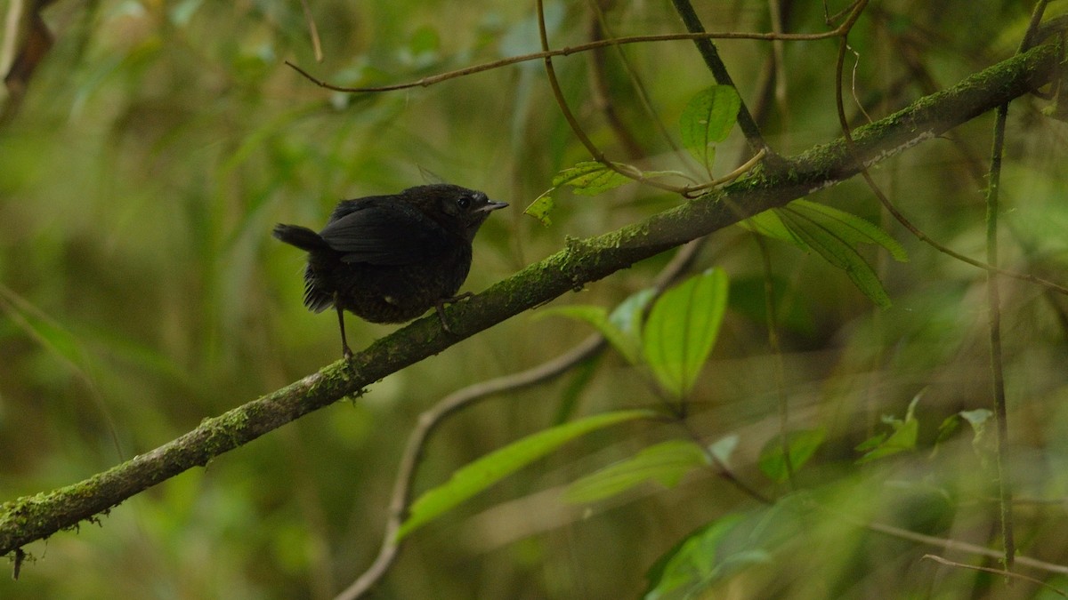 Blackish Tapaculo - ML43037881