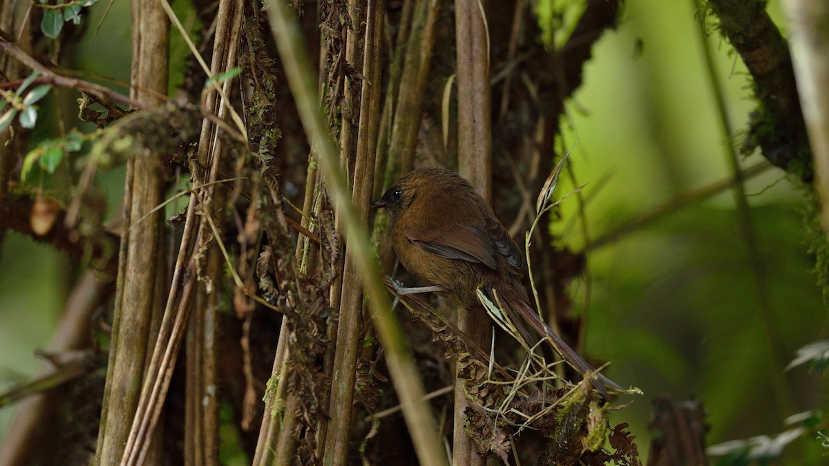 Rufous Spinetail - ML43037911