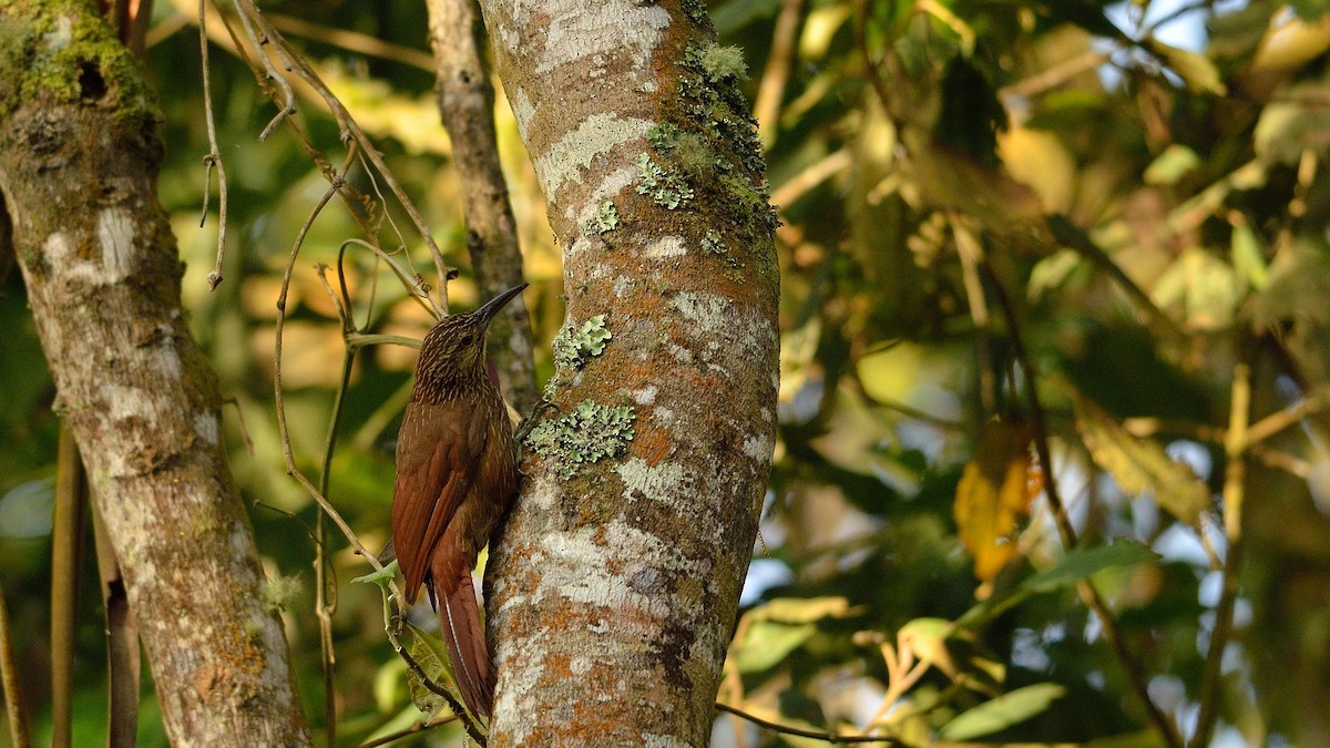 Strong-billed Woodcreeper - Neil Diaz