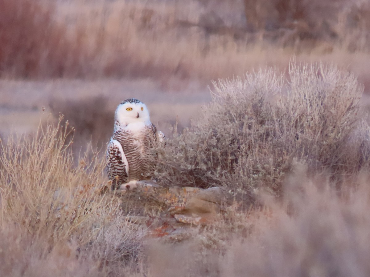 Snowy Owl - ML430380211