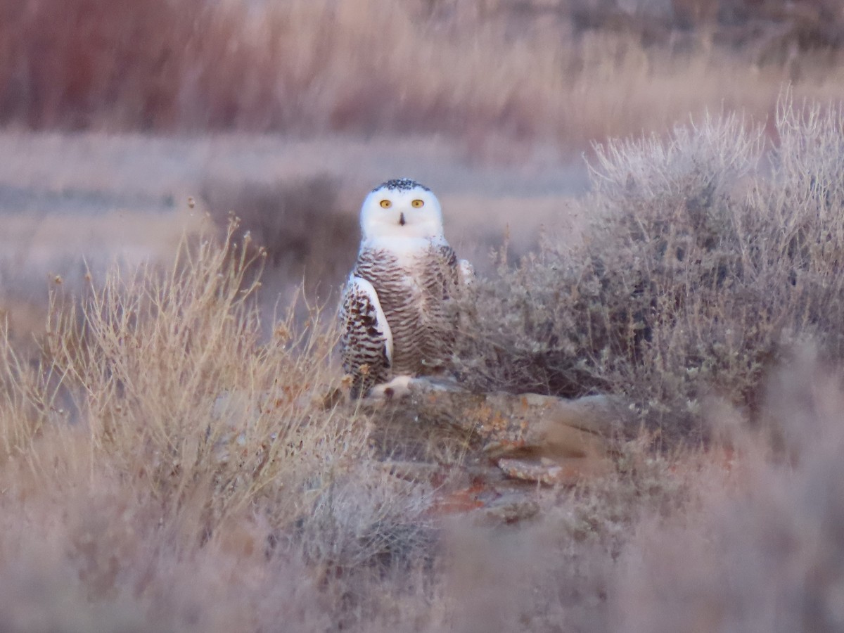 Snowy Owl - ML430380431