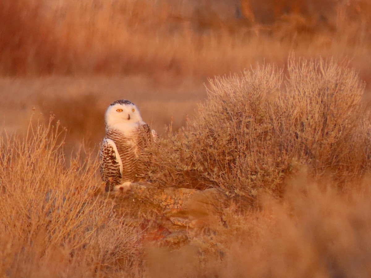 Snowy Owl - ML430380611