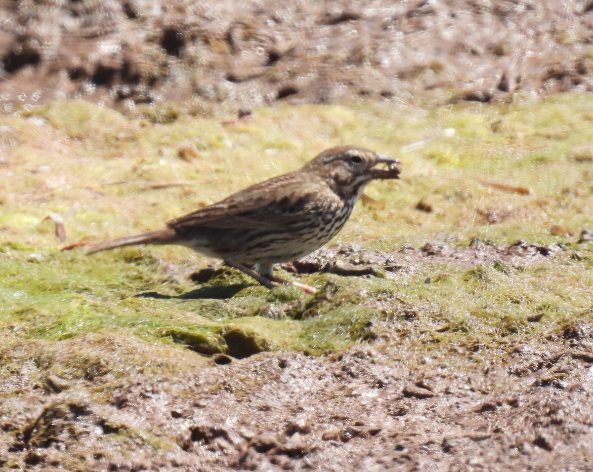 Savannah Sparrow (Large-billed) - Mary Tannehill