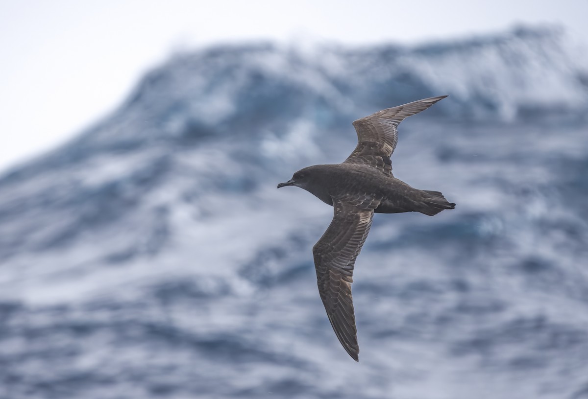 Sooty Shearwater - David Sinnott