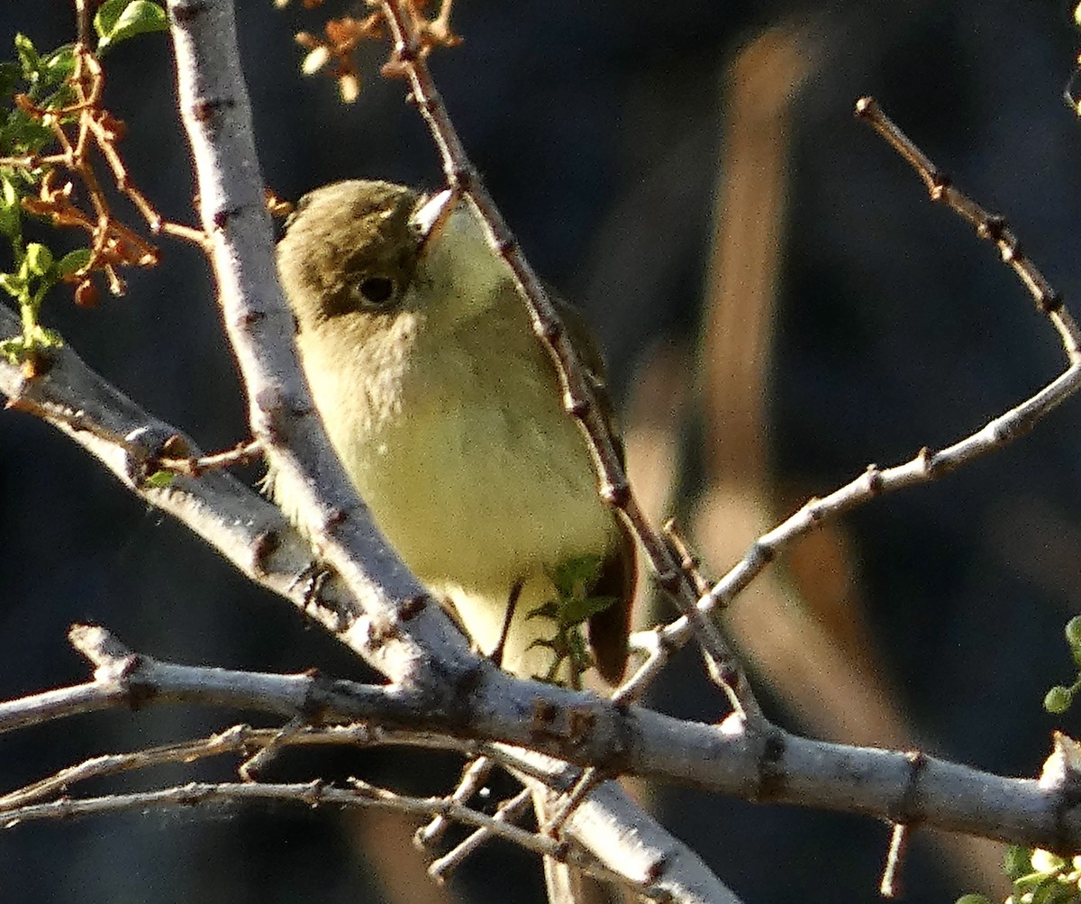 Western Flycatcher (Pacific-slope) - ML430383361