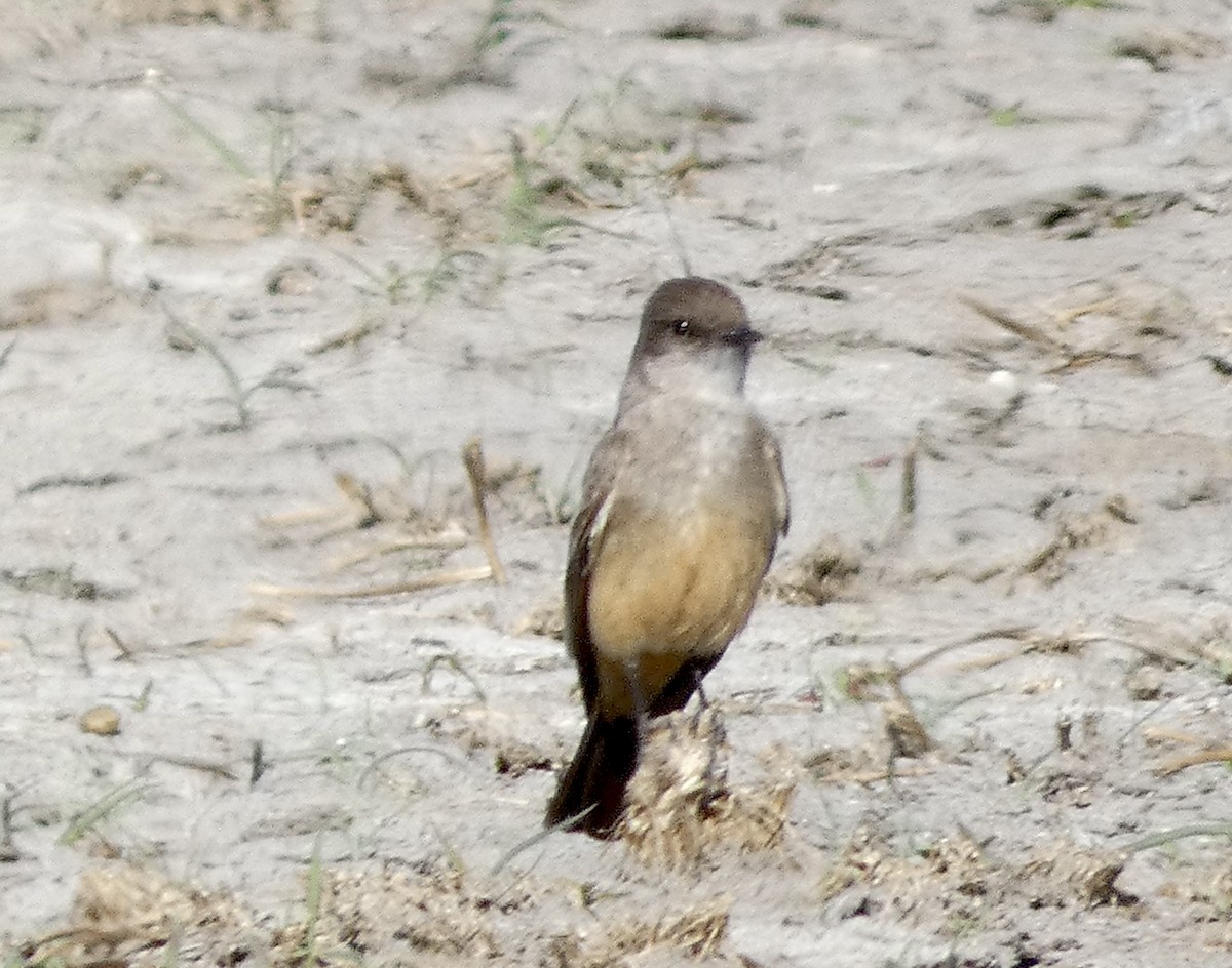 Say's Phoebe - ML430383661