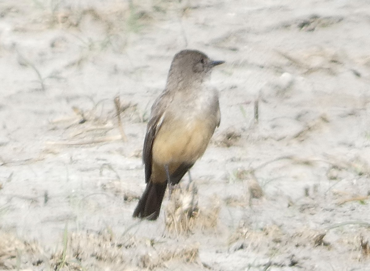 Say's Phoebe - ML430383671