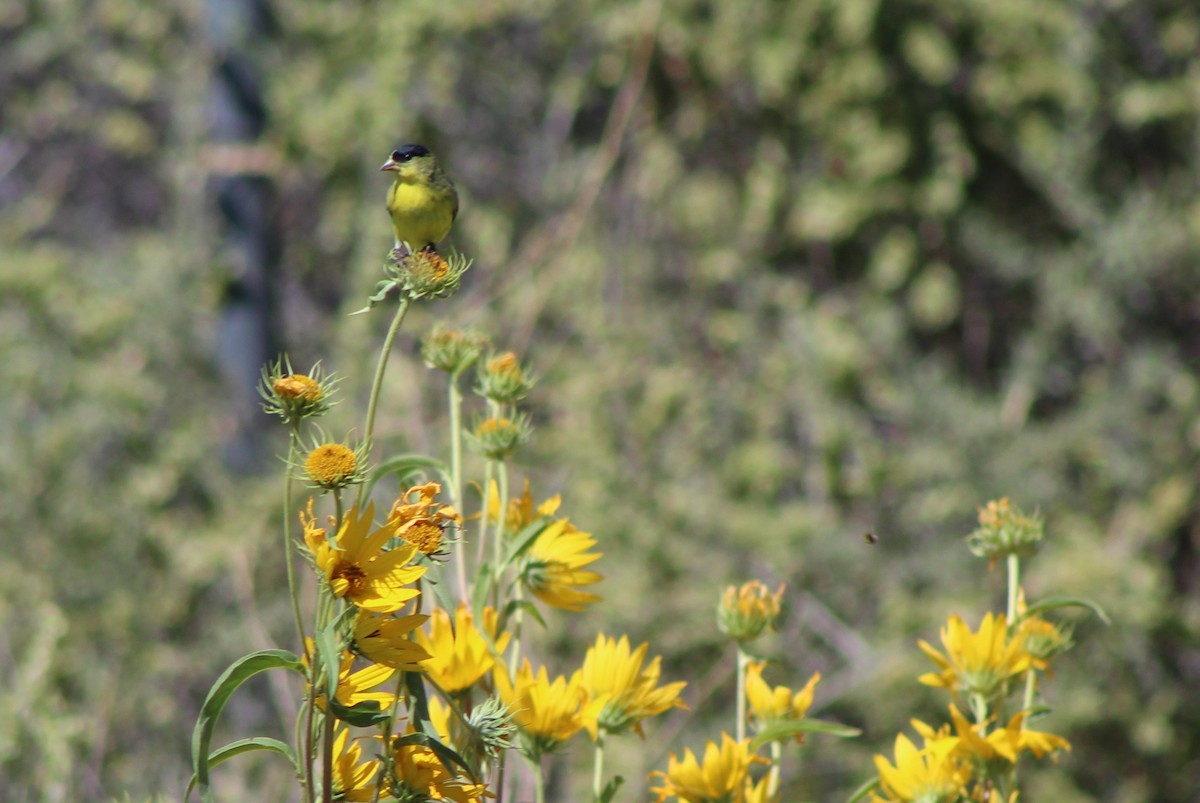 Lesser Goldfinch - ML43038401