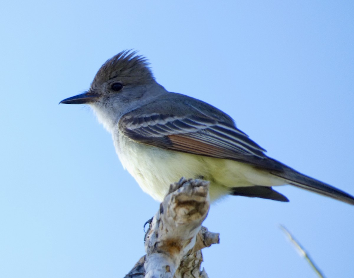 Ash-throated Flycatcher - ML430384081