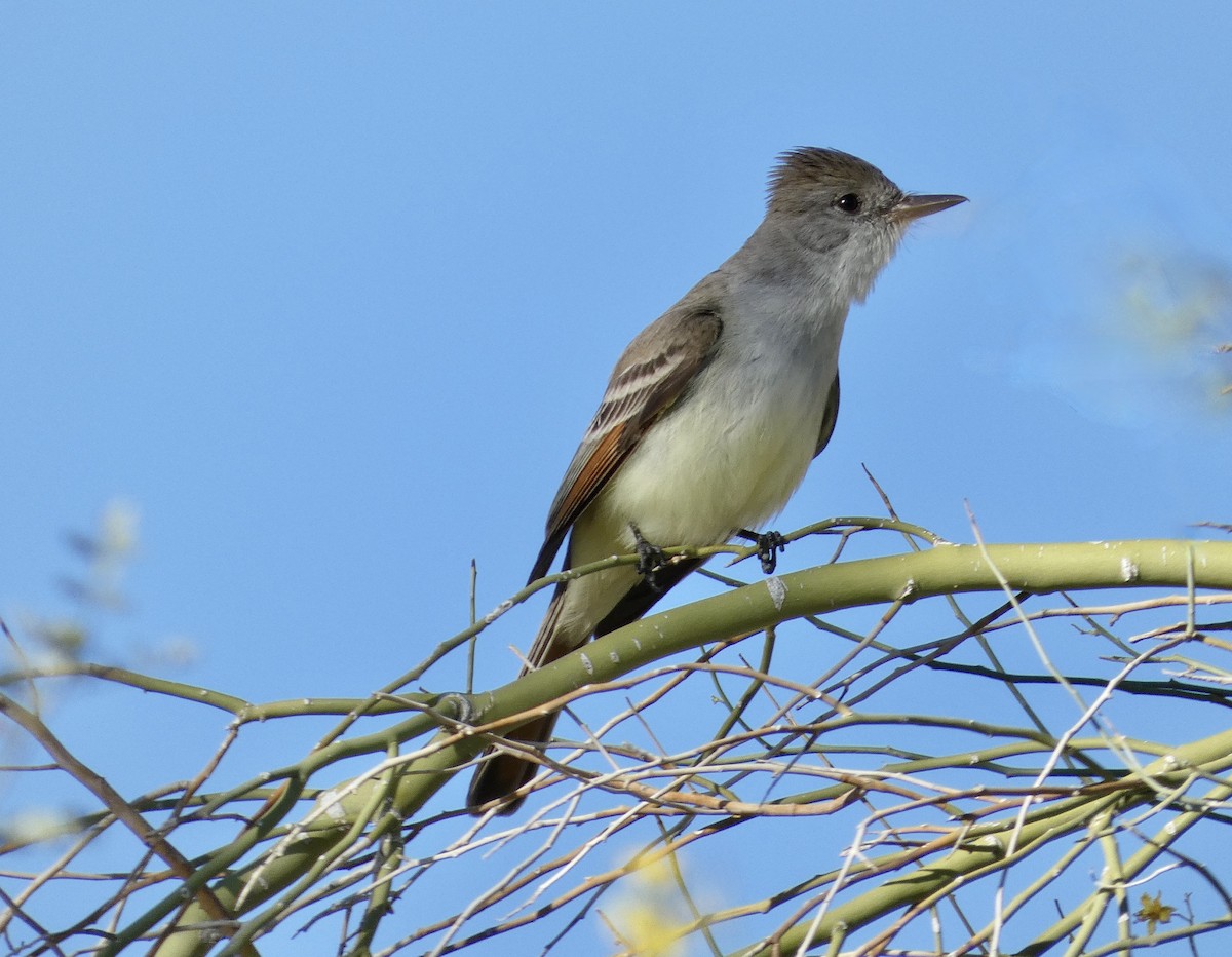 Ash-throated Flycatcher - ML430384101