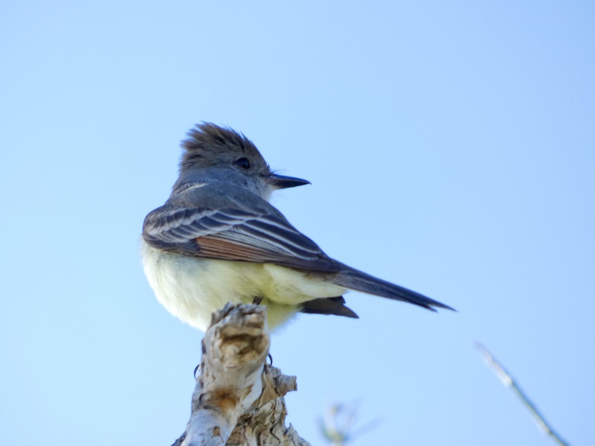Ash-throated Flycatcher - ML430384121