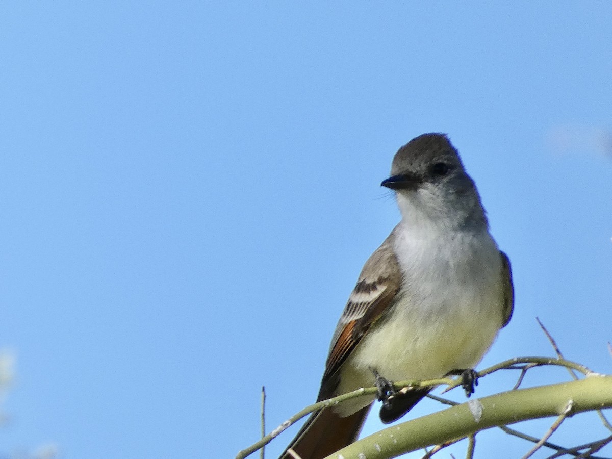 Ash-throated Flycatcher - ML430384151