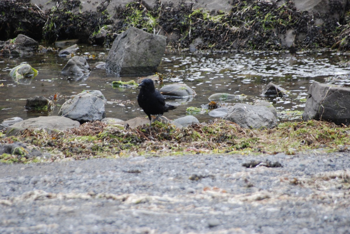 American Crow - ML430384861