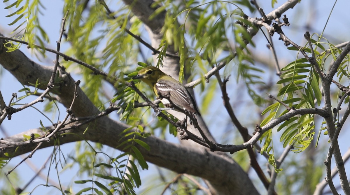 Yellow-throated Vireo - ML430385491