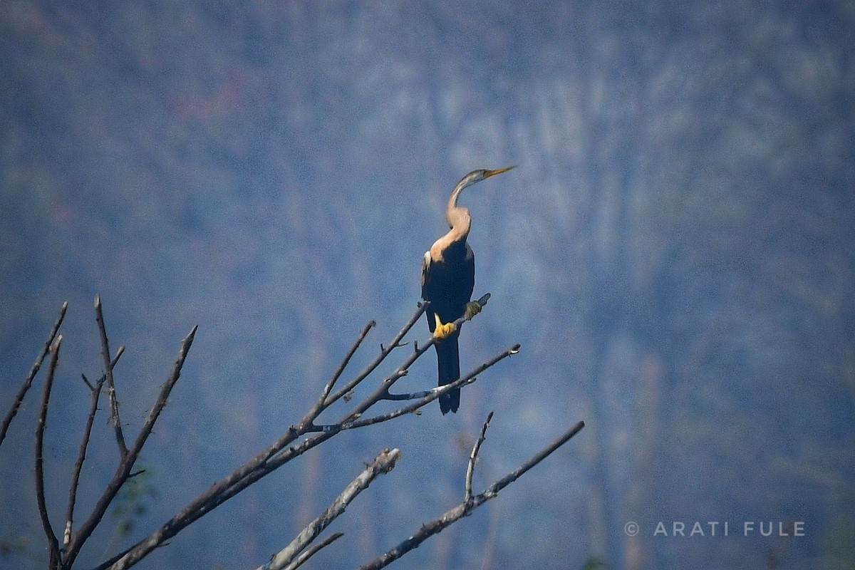 Anhinga Asiática - ML430385531