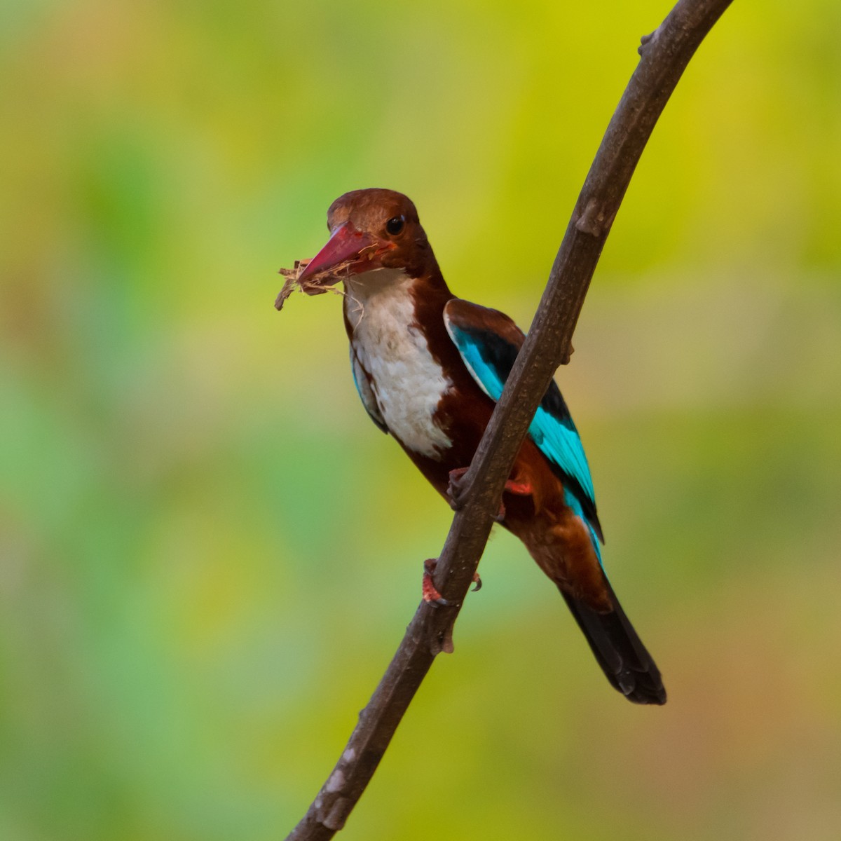 アオショウビン - ML430385841