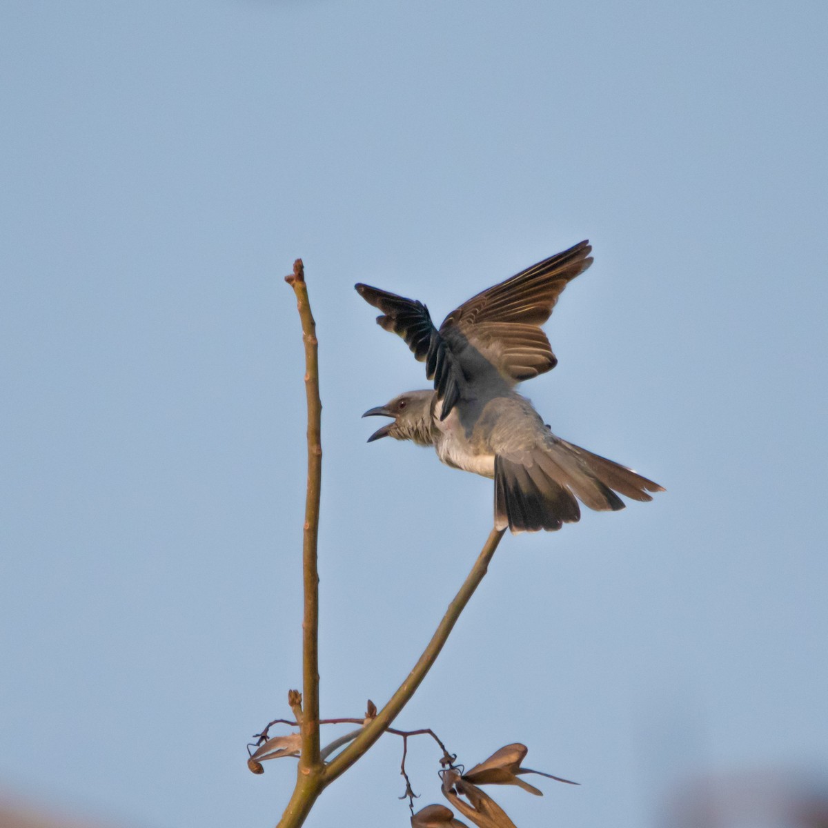 インドオオオニサンショウクイ - ML430385881