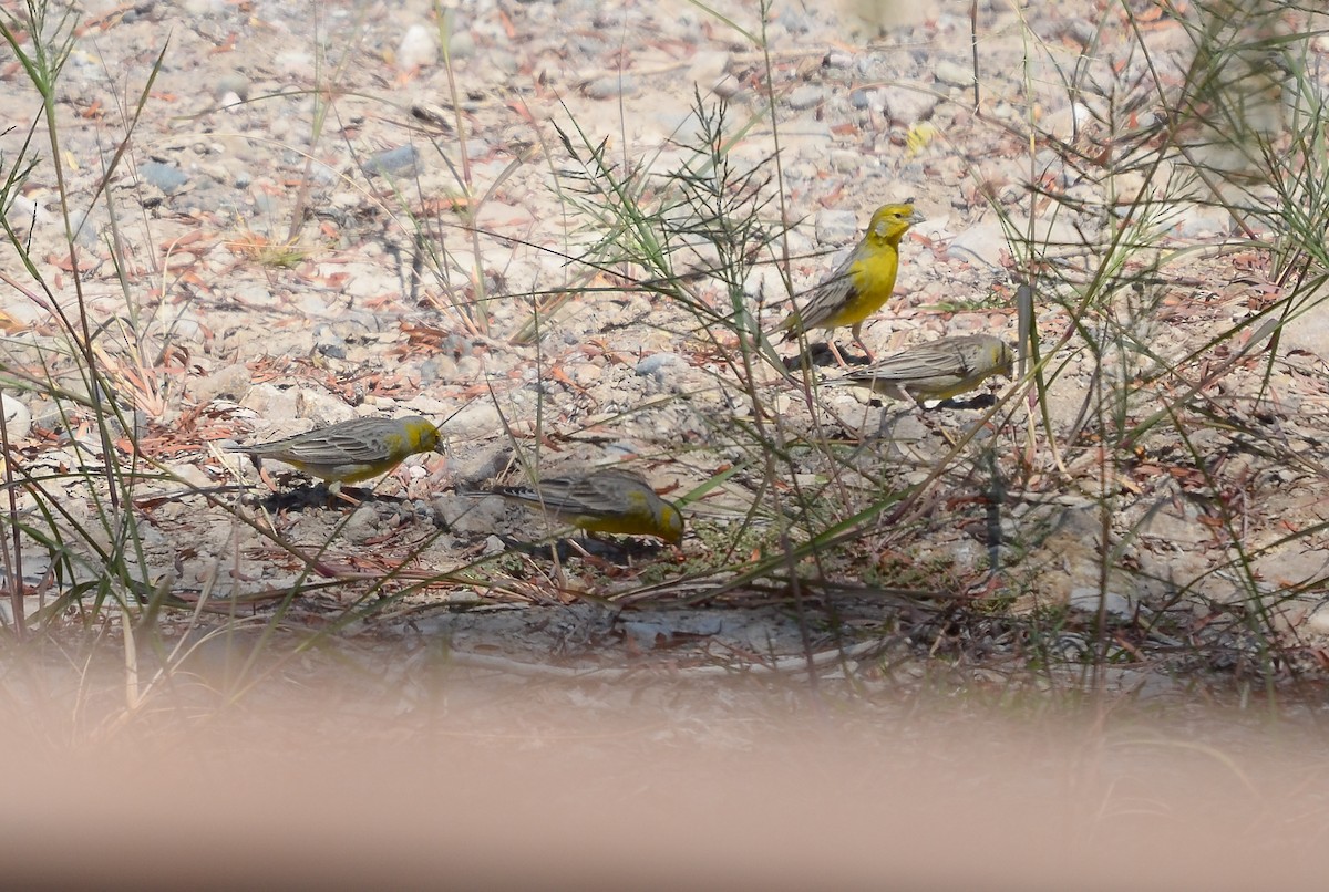 Raimondi's Yellow-Finch - ML430386051
