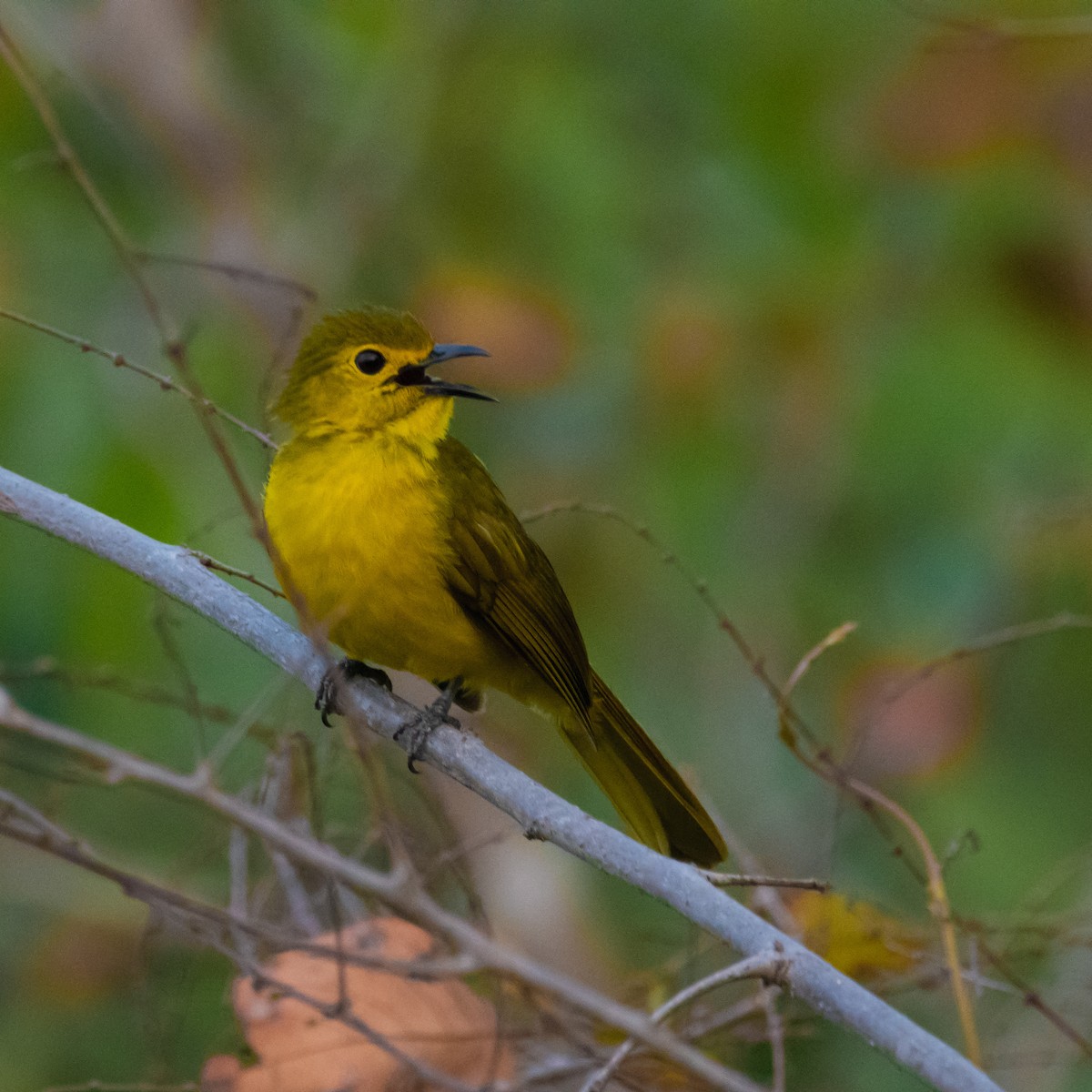 キマユヒヨドリ - ML430386121