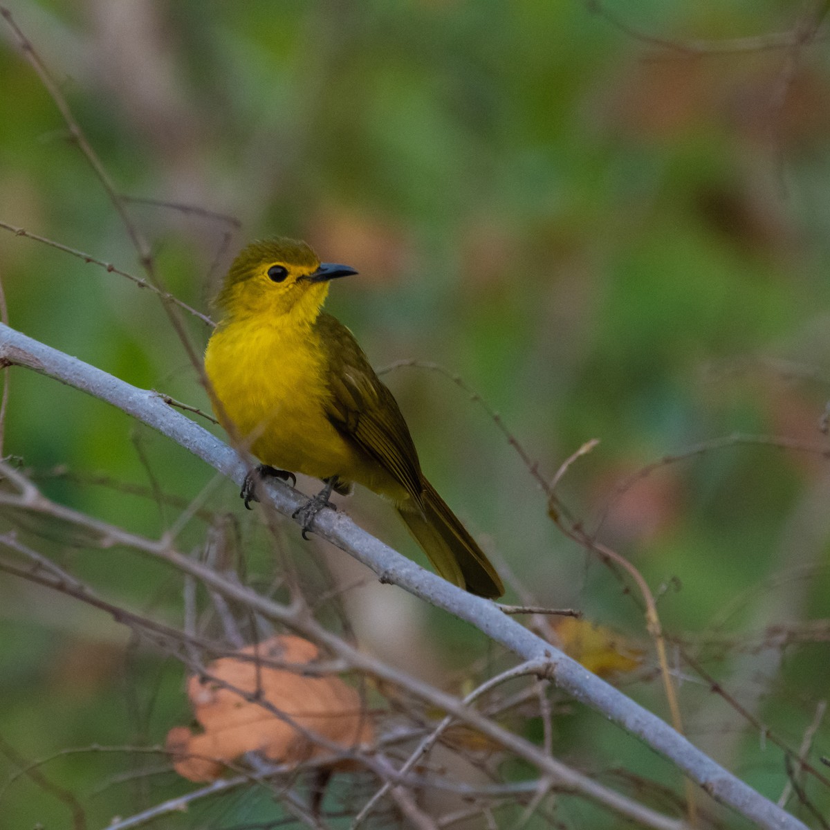 キマユヒヨドリ - ML430386131