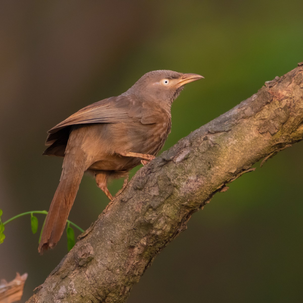 Jungle Babbler - ML430386141