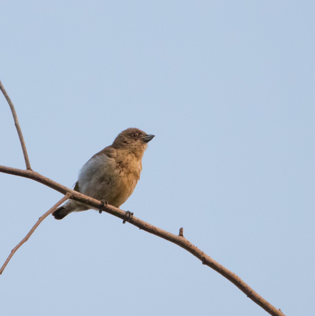 ハシブトハナドリ - ML430386191