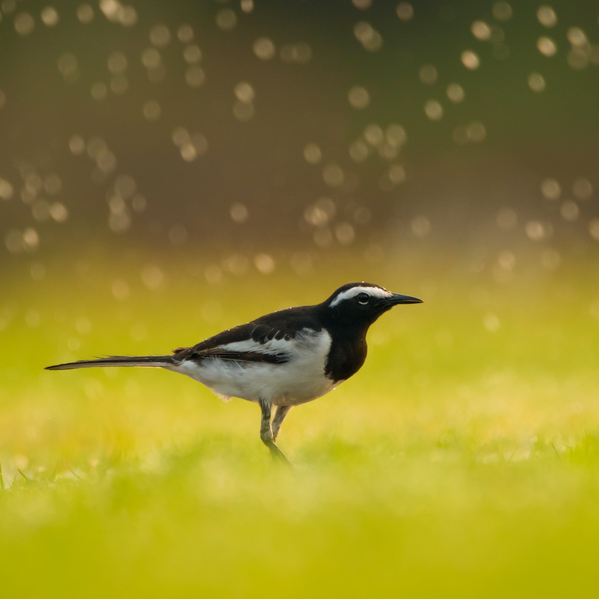 オオハクセキレイ - ML430386231