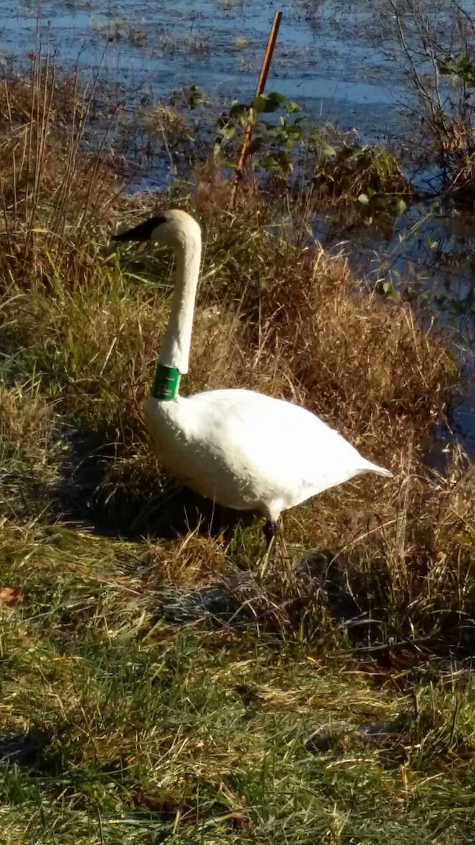 Trumpeter Swan - ML430386531