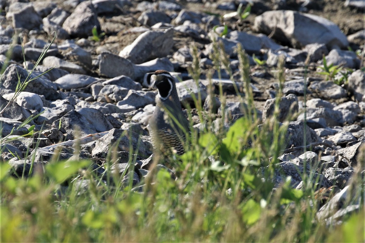 California Quail - ML430386941