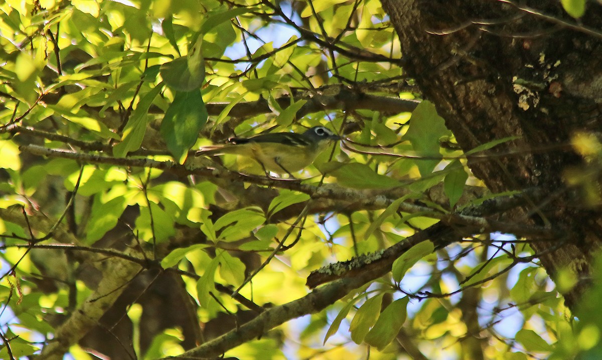 Blue-headed Vireo - ML430389171