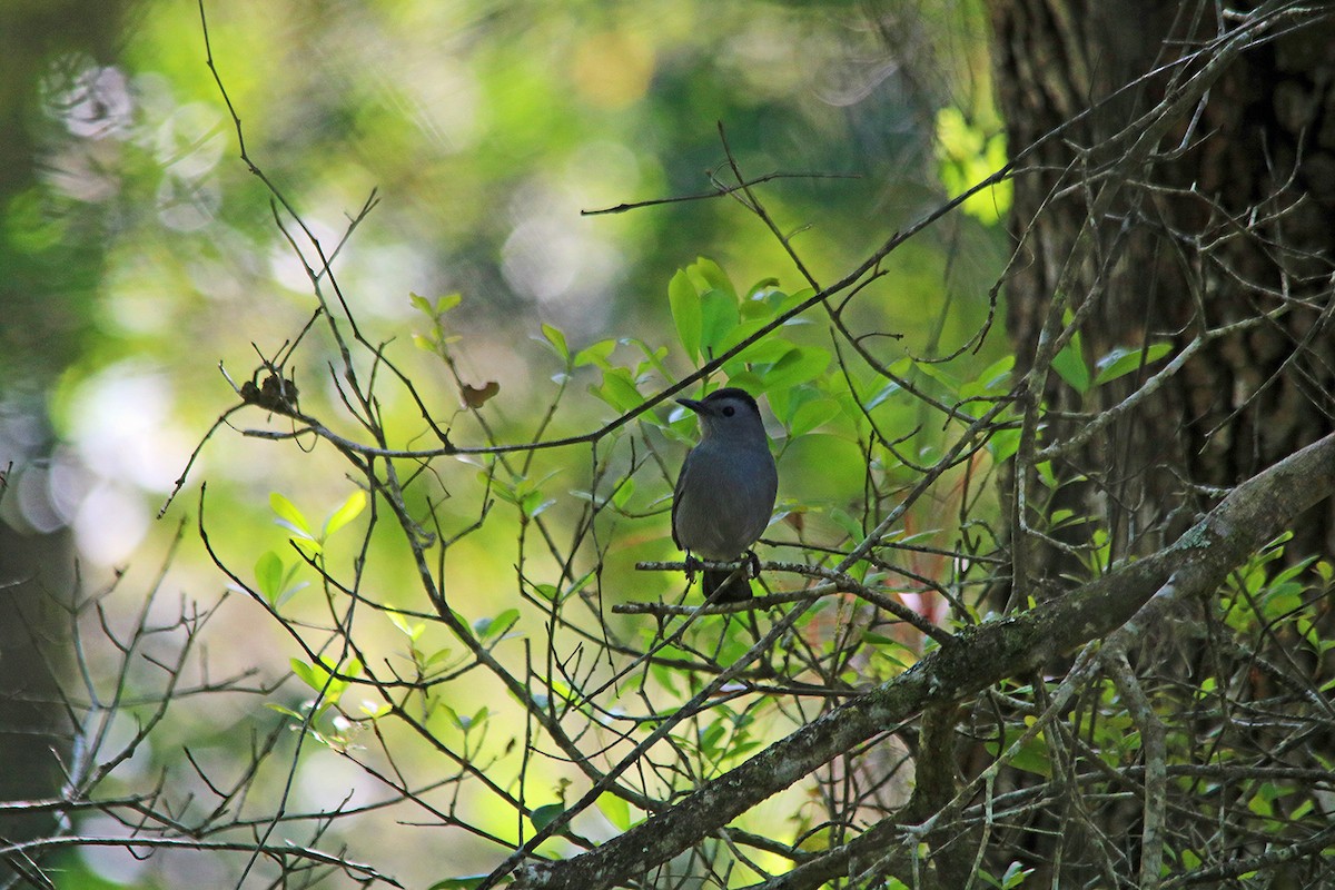 Gray Catbird - ML430389371