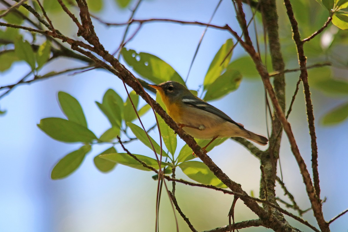 Northern Parula - ML430389411