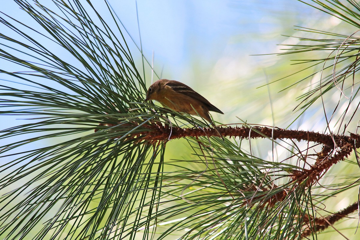 Pine Warbler - ML430389421