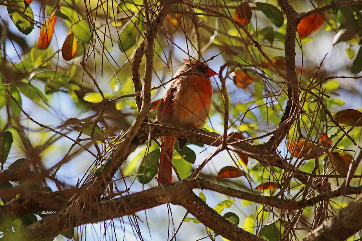 Northern Cardinal - ML430389441