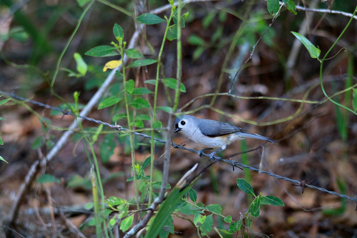 Tufted Titmouse - ML430389531