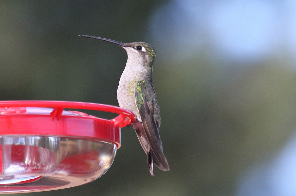 Rivoli's Hummingbird - Mark Chavez