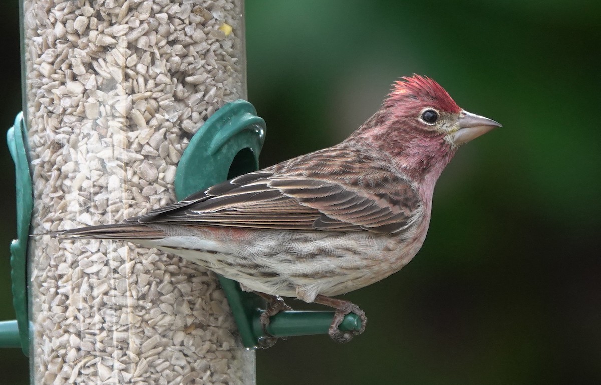 Cassin's Finch - Matt Dufort