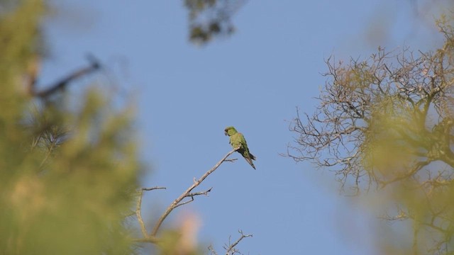 Kahverengi Alınlı Papağan - ML430390781