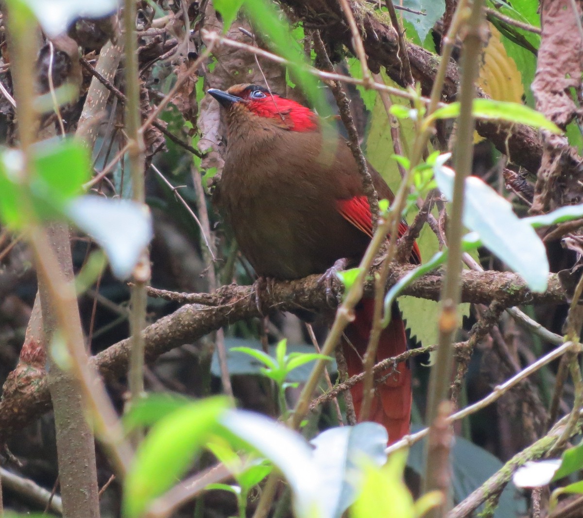 Red-faced Liocichla - ML430391481