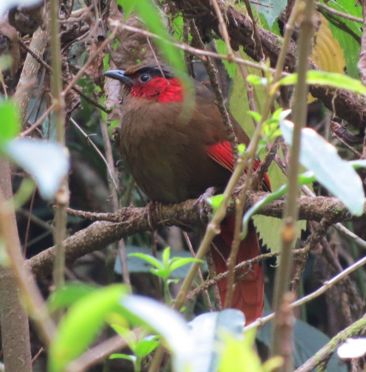 Red-faced Liocichla - ML430391501