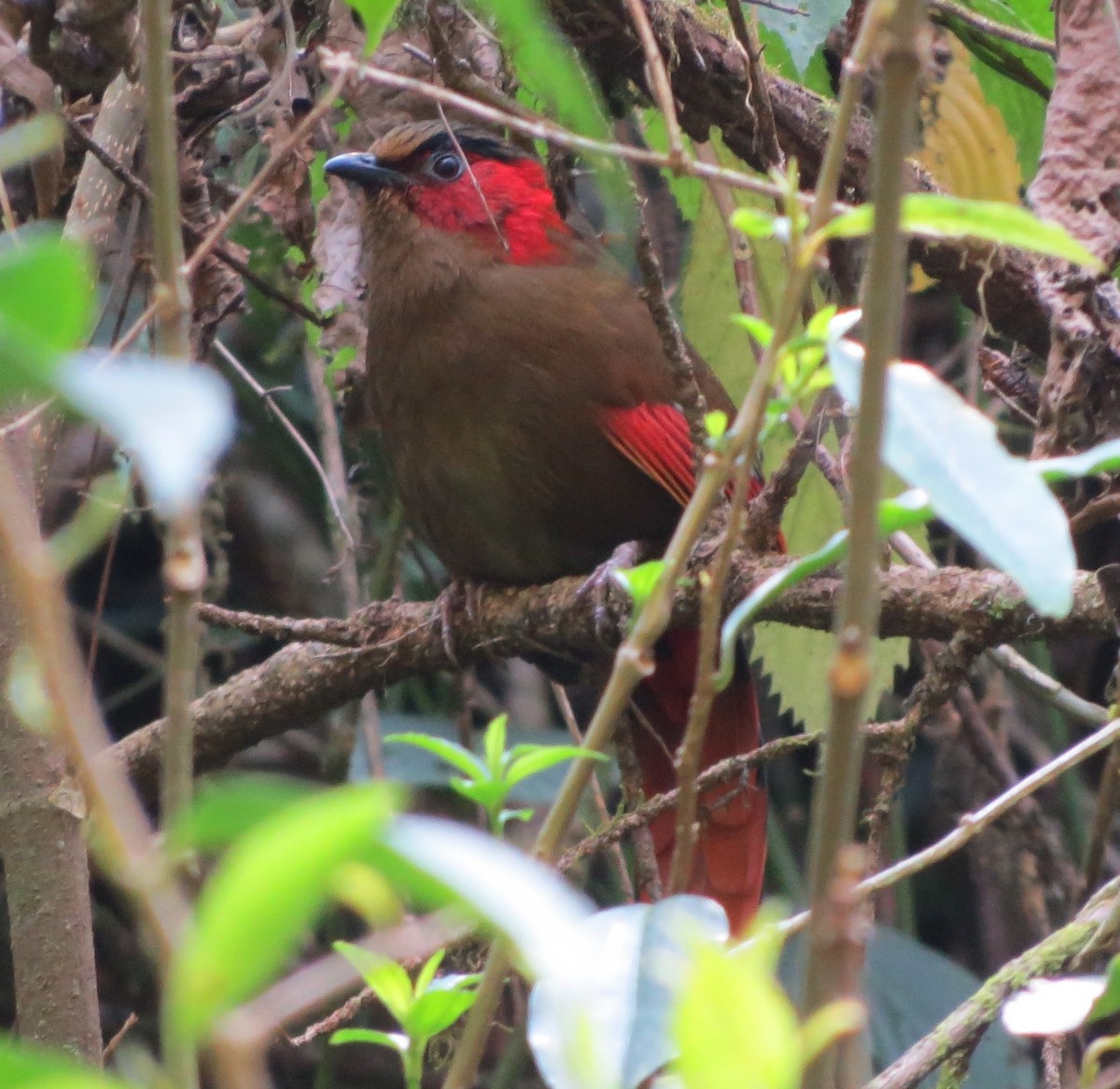 Red-faced Liocichla - ML430391711