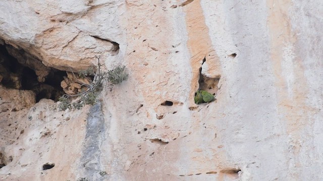 Maroon-fronted Parrot - ML430392111