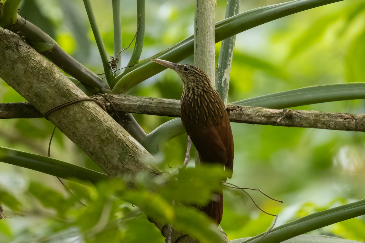 Ivory-billed Woodcreeper - ML430392811